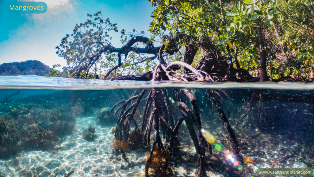 Mangroves