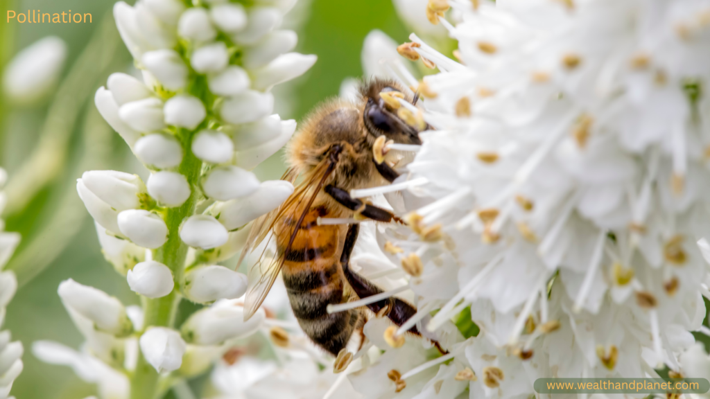 Pollination